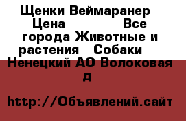 Щенки Веймаранер › Цена ­ 40 000 - Все города Животные и растения » Собаки   . Ненецкий АО,Волоковая д.